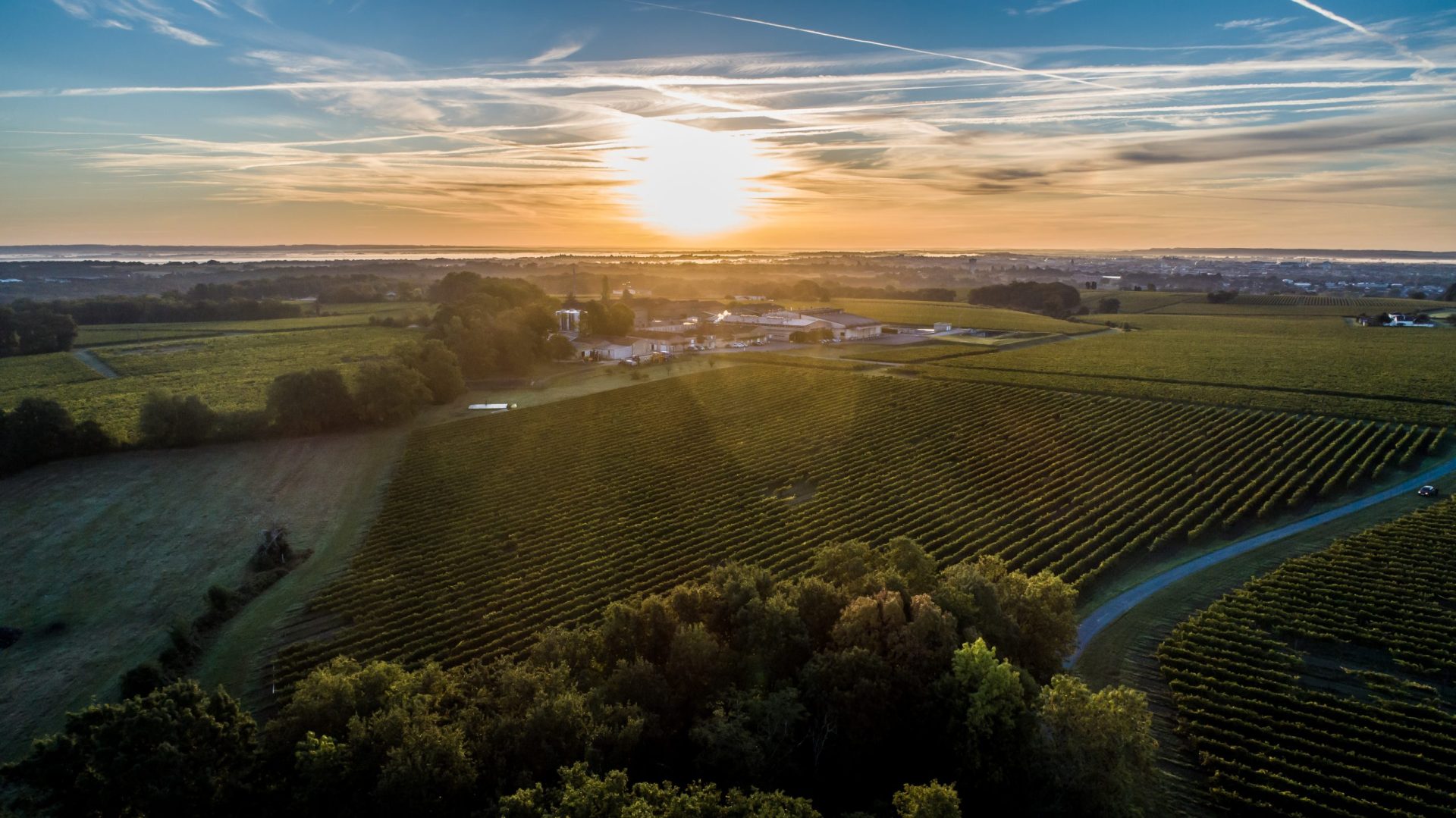 Martell vignobles coucher soleil cognac